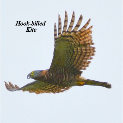 Hook-billed Kite